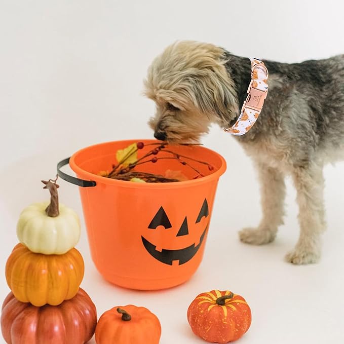 Lionheart glory Dog Collar Halloween Collar Dog Fall Dog Collars, Adjustable Heavy Duty Dog Collar for Medium Dogs Pumpkin Collar Dog