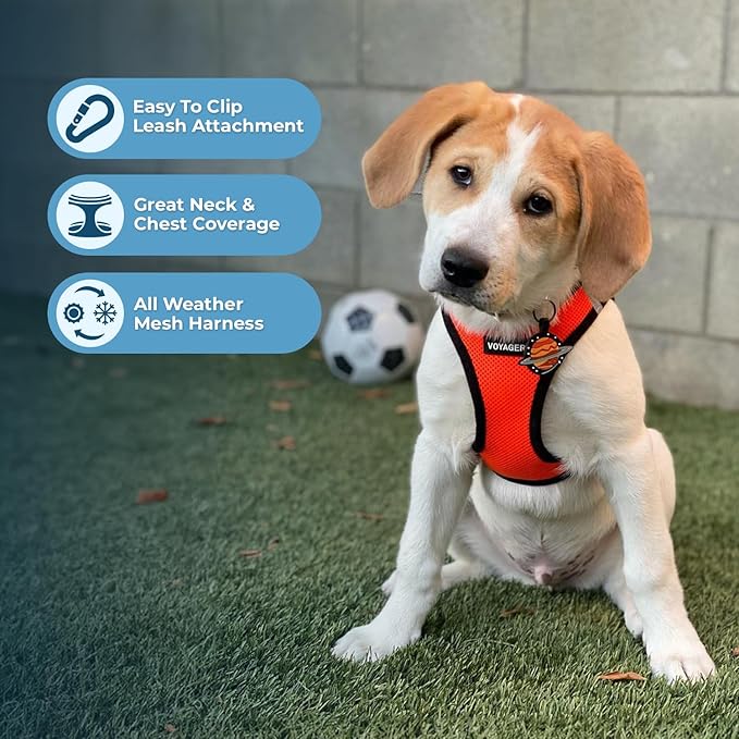 Voyager Step-In Air Dog Harness - All Weather Mesh, Reflective, No Pull Harness for Small, Medium Dogs, Cats - Secure with Hook & Loop Fastener, Buckle, Double D-Rings - Orange/Black Trim, M