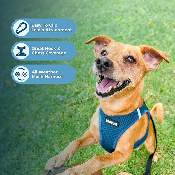 Voyager Step-in Air Dog Harness - All Weather Mesh, Reflective, No Pull Harness for Small, Medium Dogs, Cats - Secure with Hook & Loop Fastener, Buckle, Double D-Rings - Turquoise, M