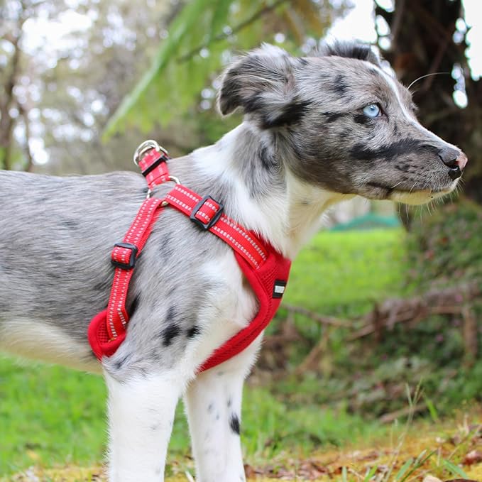 Best Pet Supplies Voyager Adjustable Dog Vest Harness Breathable No Pull Harness for Small, Medium, Large Dogs, Heavy Duty Harness for Walking, Jogging, Easy Step-in, Reflective Stripes - (Red), M