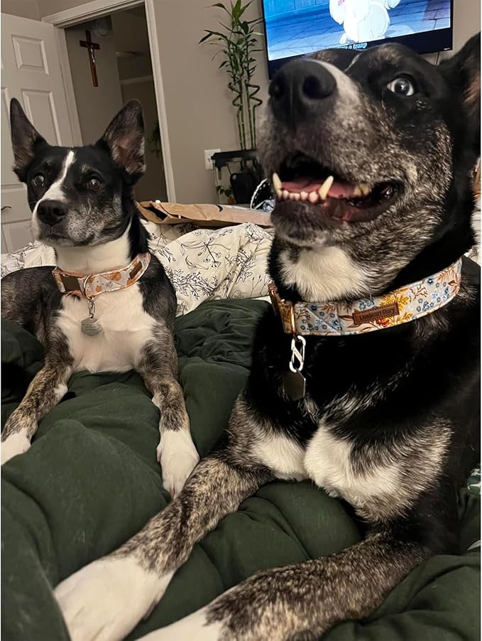 Lionheart glory Premium Dog Collars Fall Dog Collar, Heavy Duty Adjustable Dog Collar for Medium Dogs Maple Leaf Dog Collar