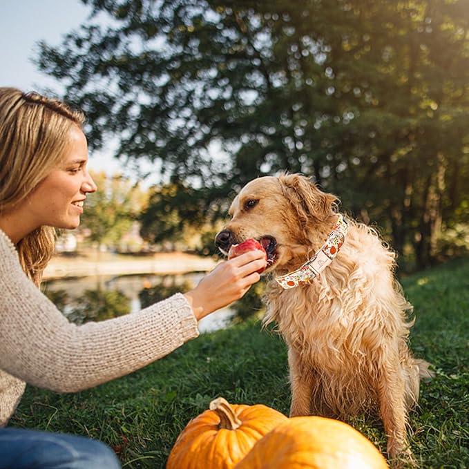 Lionheart glory Dog Collar Halloween Collar Dog Fall Dog Collars, Adjustable Heavy Duty Dog Collar for Large Dogs Pumpkin Collar Dog