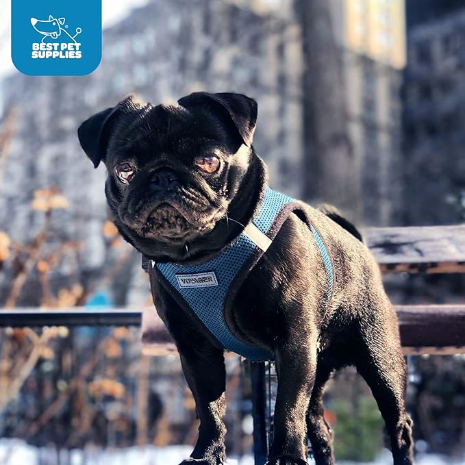Voyager Step-in Air Dog Harness - All Weather Mesh, Reflective, No Pull Harness for Small, Medium Dogs, Cats - Secure with Hook & Loop Fastener, Buckle, Double D-Rings - Blue/Black Trim, M