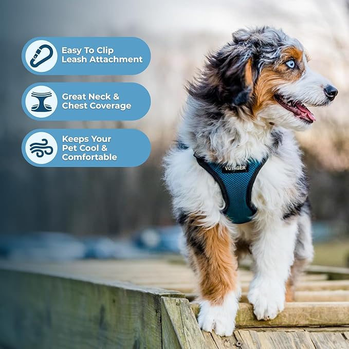 Voyager Step-in Lock Pet Harness - All Weather Mesh, Adjustable Step in Harness for Cats and Dogs by Best Pet Supplies - Turquoise/Black Trim, L
