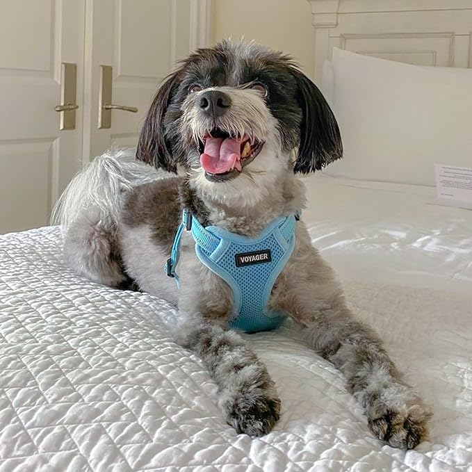 Best Pet Supplies Voyager Adjustable Dog Harness Leash Set with Reflective Stripes for Walking Heavy-Duty Full Body No Pull Vest with Leash D-Ring, Breathable All-Weather - Harness (Baby Blue), M
