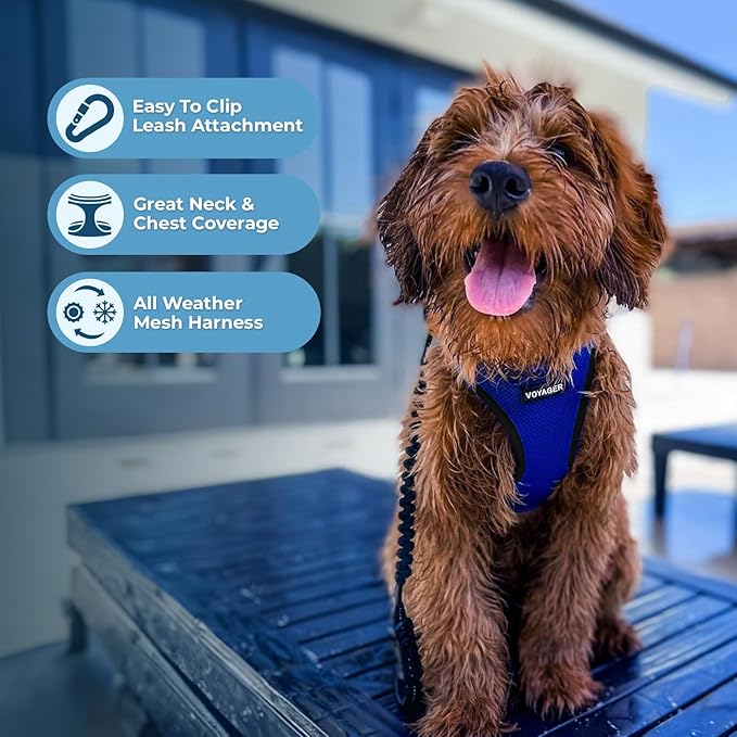 Voyager Step-in Air Dog Harness - All Weather Mesh, Reflective, No Pull Harness for Small, Medium Dogs, Cats - Secure with Hook & Loop Fastener, Buckle, Double D-Rings - Royal Blue/Black Trim, M
