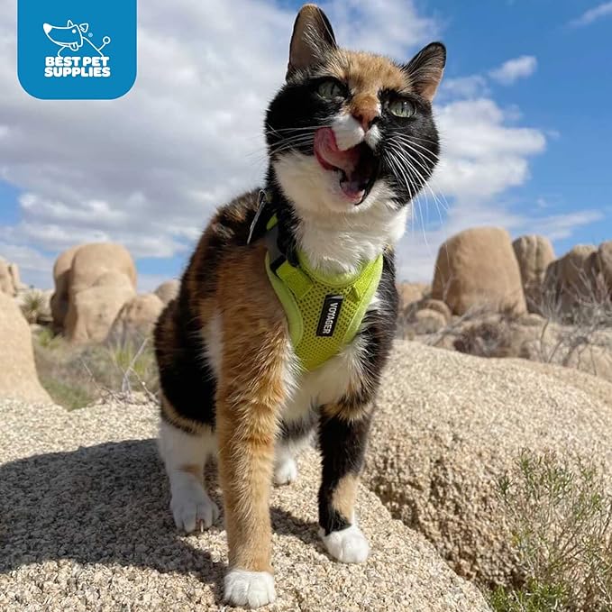 Voyager Step-in Lock Adjustable Cat Harness w. Cat Leash Combo Set with Neoprene Handle 5ft - Supports Small, Medium and Large Breed Cats by Best Pet Supplies - Baby Blue/Black Trim, XXS