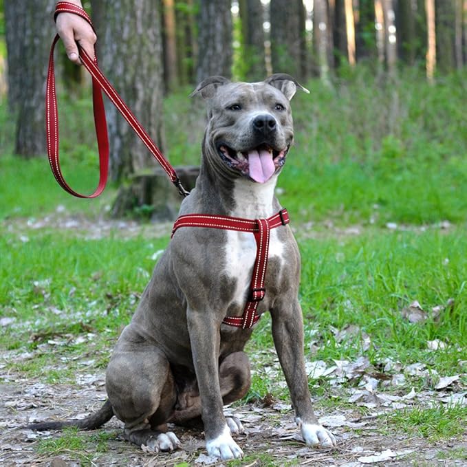 CollarDirect Reflective Dog Harness Step in Small Medium Large for Outdoor Walking, Comfort Adjustable Harnesses for Dogs Puppy Pink Black Red Purple Mint Green Orange Blue (Medium, Lime Green)