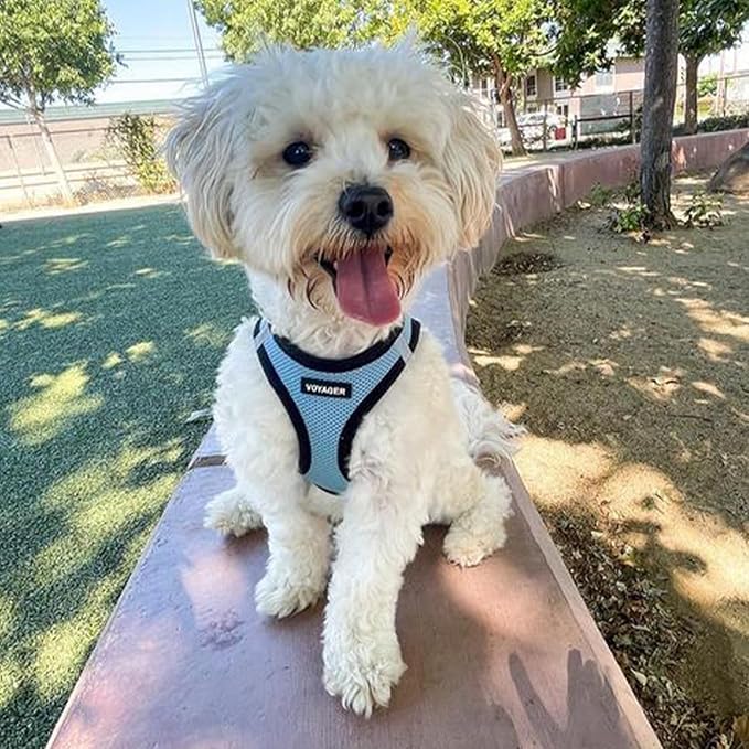 Voyager Step-in Air Dog Harness - All Weather Mesh, Reflective, No Pull Harness for Small, Medium Dogs, Cats - Secure with Hook & Loop Fastener, Buckle, Double D-Rings - Baby Blue/Black Trim, XL