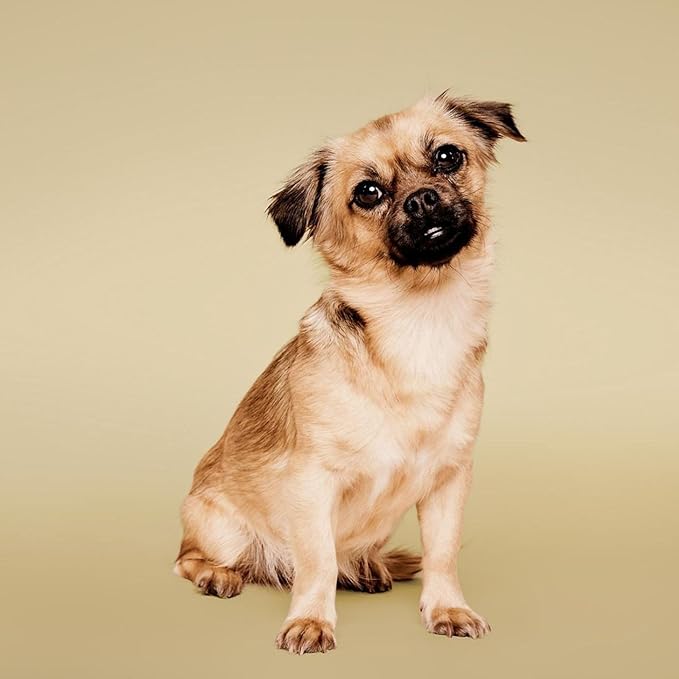 Soothing Oatmeal Waterless No-Rinse Shampoo Foam for Dogs, Gentle Formula, 8.5 fl. oz