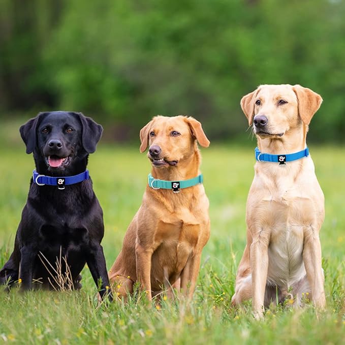 azuza 3 Pack Dog Collars Comfortable and Adjustable Nylon Dog Collars for for Small Dogs, S (11-16inch)，Green, Blue and Royal Blue
