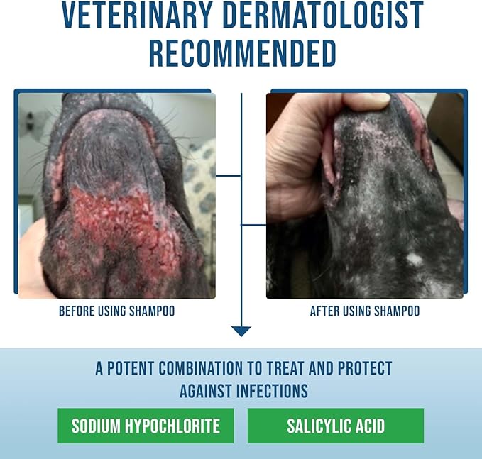 Command Medicated Dog Shampoo for Itchy Skin, Anti-Itch Relief for Allergies and Dry Skin, Healing Soothing Pet Care Formula (12 oz)