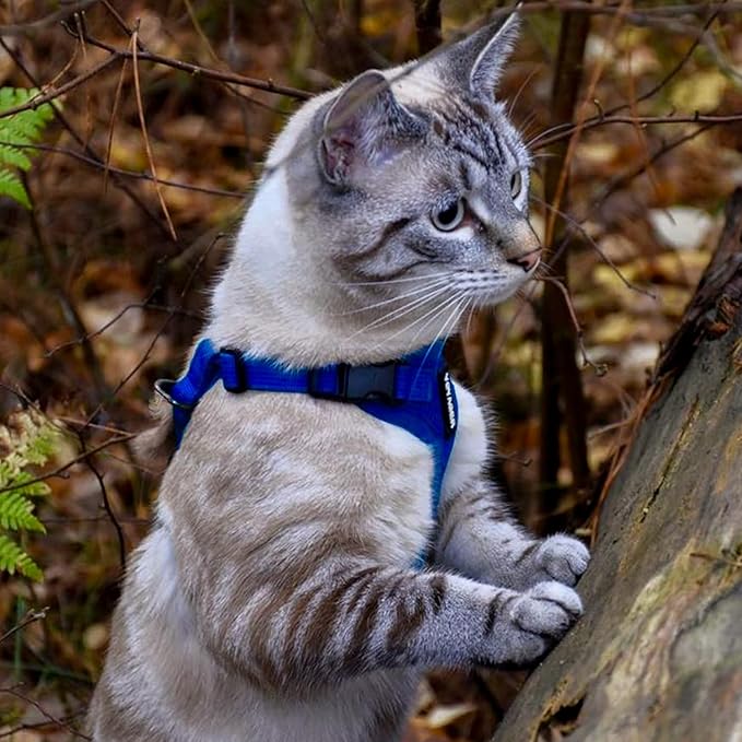 Voyager Step-in Lock Dog Harness w Reflective Dog Leash Combo Set with Neoprene Handle 5ft - Supports Small, Medium and Large Breed Puppies/Cats by Best Pet Supplies - Royal Blue, XL