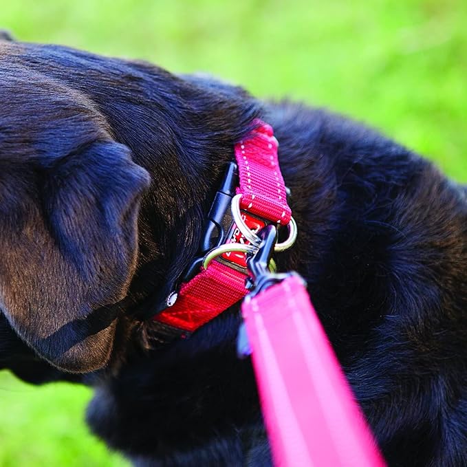 EzyDog Double Up Premium Nylon Dog Collar with Reflective Stitching - Double D-Rings for Superior Strength, Safety, and Comfortability - Non-Rusting and Includes an ID Attachment (Large, Blue)