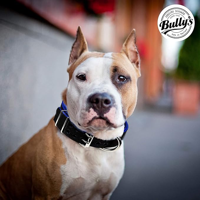 Pit Bull Collar, Dog Collar for Large Dogs, Heavy Duty Nylon, Stainless Steel Hardware (Medium, Orange Juice)