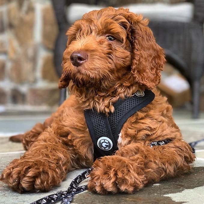 Gooby Comfort X Head In Harness - Black, Large - No Pull Small Dog Harness, Patented Choke-Free X Frame - Perfect on the Go Dog Harness for Medium Dogs No Pull or Small Dogs for Indoor and Outdoor Use