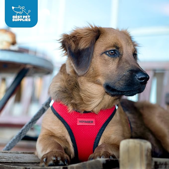 Voyager Step-in Air Dog Harness - All Weather Mesh, Reflective, No Pull Harness for Small, Medium Dogs, Cats - Secure with Hook & Loop Fastener, Buckle, Double D-Rings - Turquoise, M