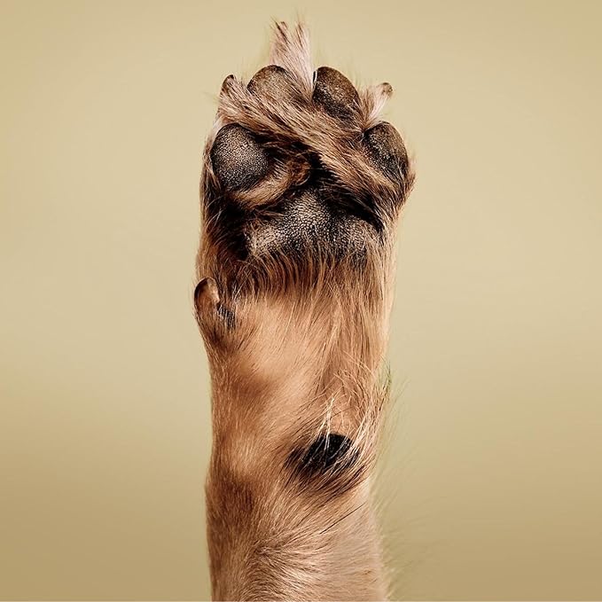 Soothing Oatmeal Waterless No-Rinse Shampoo Foam for Dogs, Gentle Formula, 8.5 fl. oz