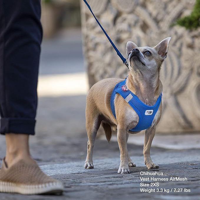 Curli Vest Harness Air-Mesh Skyblue S