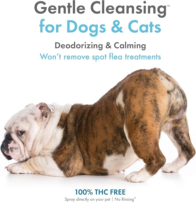 Petkin Hemp Waterless Dog Shampoo Spray – with Hemp Oil & Soothing Vanilla Extract, 8 fl oz – for Cats and Dogs – Soothes, Calms & Conditions, Keeps Pet Smelling Great – for Home and Travel