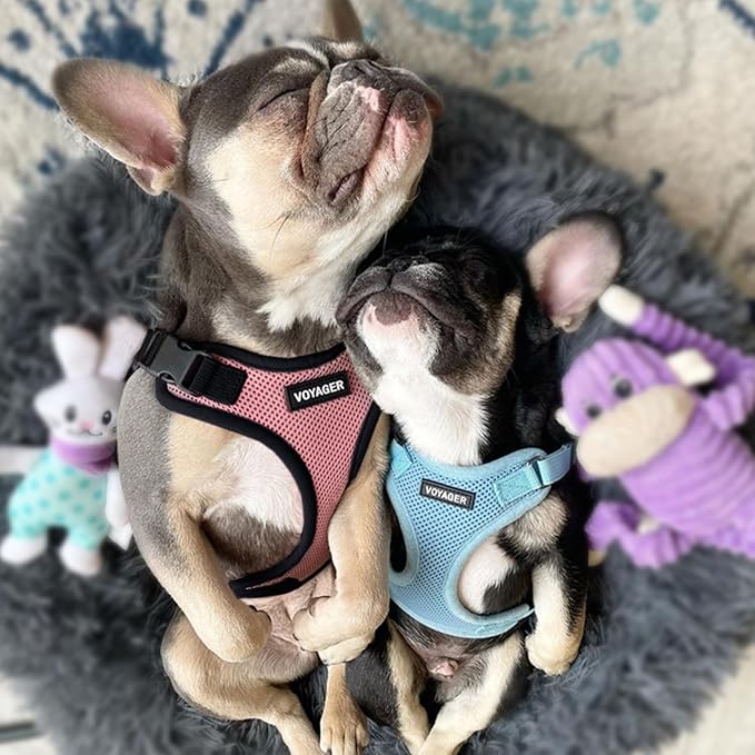 Voyager Step-in Lock Pet Harness - All Weather Mesh, Adjustable Step in Harness for Cats and Dogs by Best Pet Supplies - Pink/Black Trim, L