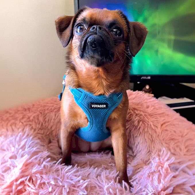 Best Pet Supplies Voyager Adjustable Dog Harness Leash Set with Reflective Stripes for Walking Heavy-Duty Full Body No Pull Vest with Leash D-Ring, Breathable All-Weather - Harness (Turquoise), M