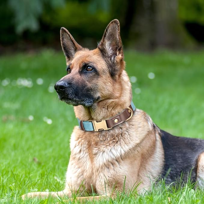 Didog Soft Padded Leather Dog Collar for Large Dogs, Classic Heavy Duty Dog Collars with Quick Release Metal Buckle, Adjustable Large Dog Collar Leather,Light Blue,L