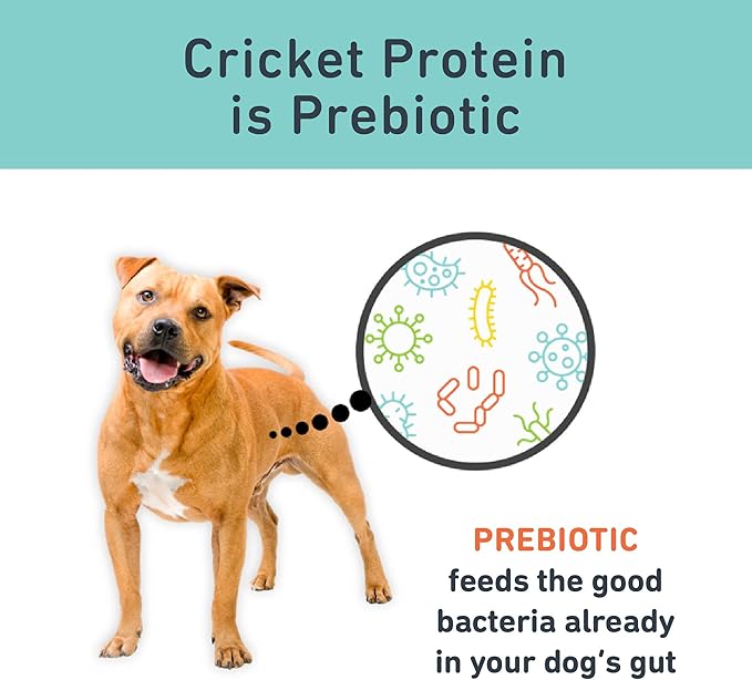 Jiminy's Original Cricket Cookie Dog Treat, Hypoallergenic, 5oz, Peanut Butter & Pumpkin (Pack of 1)