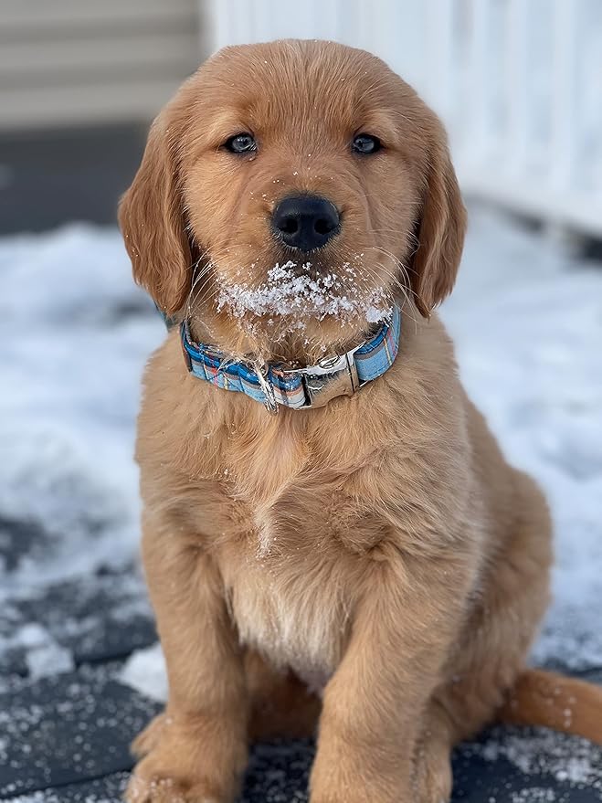 Lionet Paws Boy Dog Collar, Comfortable Adjustable Cute Blue Plaid Collar with Metal Buckle for Male Dogs Gift, Medium, Neck 13.5-22 inches