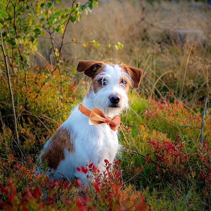 MR. CHUBBYFACE Fall Dog Collar Bow Adjustable Girl Boy Orange Dog Collar Bow Tie Cute Plaid Dog Collar for Small Medium Large Dogs