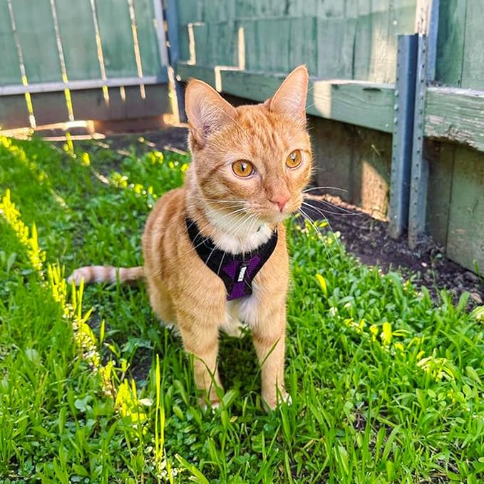 Voyager Step-in Lock Dog Harness w Reflective Dog Leash Combo Set with Neoprene Handle 5ft - Supports Small, Medium and Large Breed Puppies/Cats by Best Pet Supplies - Purple/Black Trim, L