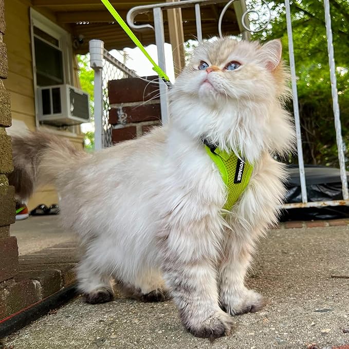 Voyager Step-in Lock Dog Harness w Reflective Dog Leash Combo Set with Neoprene Handle 5ft - Supports Small, Medium and Large Breed Puppies/Cats by Best Pet Supplies - Lime Green, XL