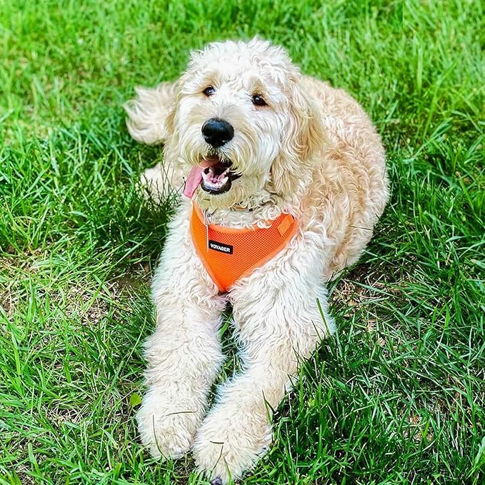 Voyager Step-in Lock Dog Harness w Reflective Dog Leash Combo Set with Neoprene Handle 5ft - Supports Small, Medium and Large Breed Puppies/Cats by Best Pet Supplies - Orange, XS