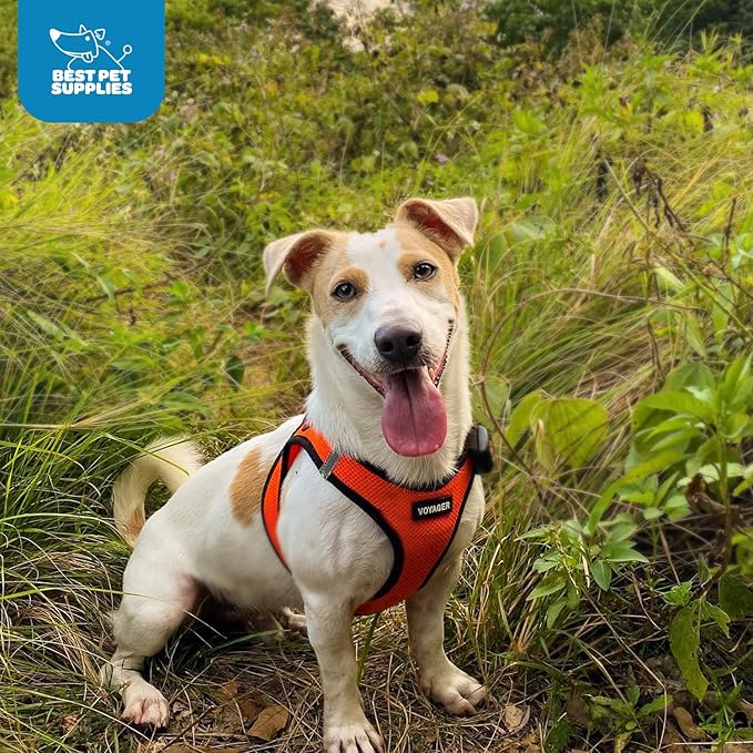 Voyager Step-In Air Dog Harness - All Weather Mesh, Reflective, No Pull Harness for Small, Medium Dogs, Cats - Secure with Hook & Loop Fastener, Buckle, Double D-Rings - Orange/Black Trim, M