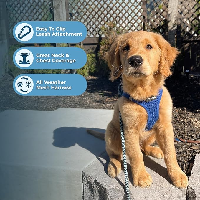 Voyager Step-in Air Dog Harness - All Weather Mesh, Reflective, No Pull Harness for Small, Medium Dogs, Cats - Secure with Hook & Loop Fastener, Buckle, Double D-Rings - Royal Blue, M