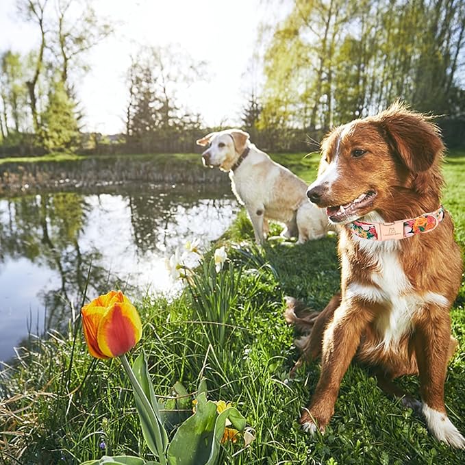 Lionheart glory Premium Floral Dog Collars Spring Dog Collar, Adjustable Heavy Duty Girl Dog Collar for XLarge Dogs