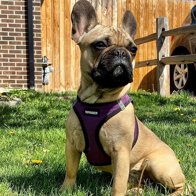 Voyager Step-in Air Dog Harness - All Weather Mesh, Reflective, No Pull Harness for Small, Medium Dogs, Cats - Secure with Hook & Loop Fastener, Buckle, Double D-Rings - Purple/Black Trim, XL
