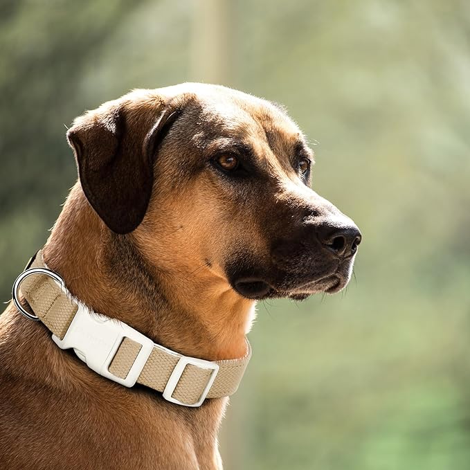 Plutus Pet Cotton Dog Collar, Heavy Duty Collar with Soft Padding, Adjustable and Comfortable for Small Medium and Large Dogs, Beige, S