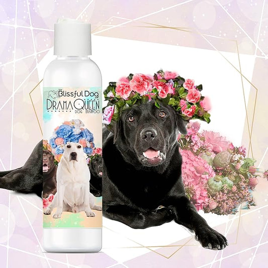 The Blissful Dog Labrador Retriever Drama Queen Dog Shampoo, 16 oz.