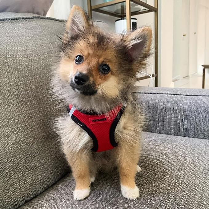 Voyager Step-in Air Dog Harness - All Weather Mesh, Reflective, No Pull Harness for Small, Medium Dogs, Cats - Secure with Hook & Loop Fastener, Buckle, Double D-Rings - Red/Black Trim, XS