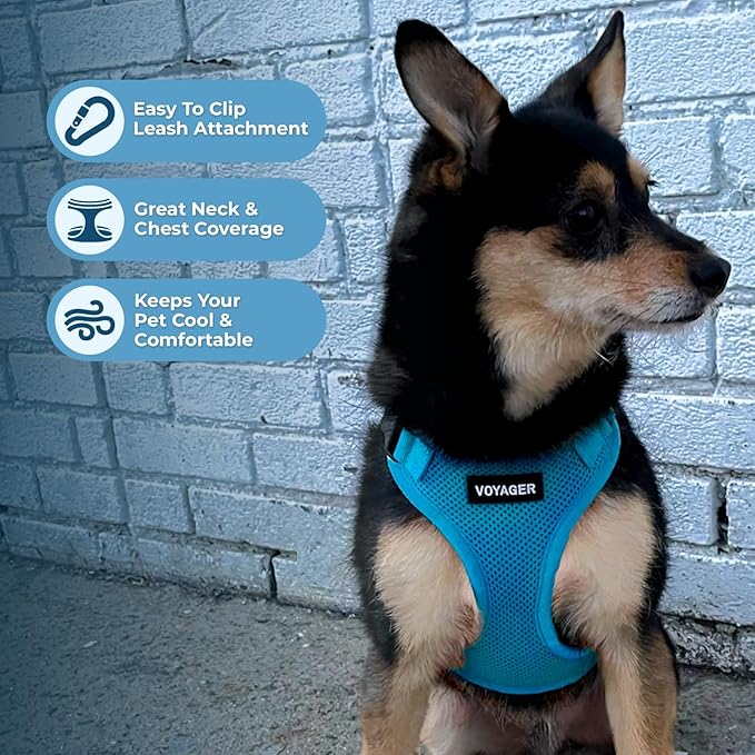 Voyager Step-in Lock Dog Harness w Reflective Dog Leash Combo Set with Neoprene Handle 5ft - Supports Small, Medium and Large Breed Puppies/Cats by Best Pet Supplies - Turquoise, XL