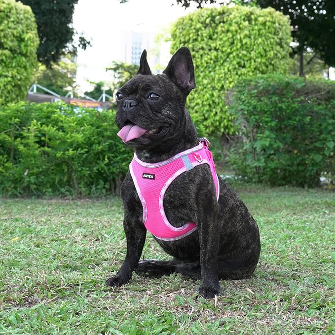 AMTOR Small Dog Harness with Leash Set, No Escape Easy Walk Puppy Harnesses for Training Walking, Step-in Reflective Soft Dogs Vest for XS S Medium Extra-Small Large Sized Dog(Fuchsia,M)