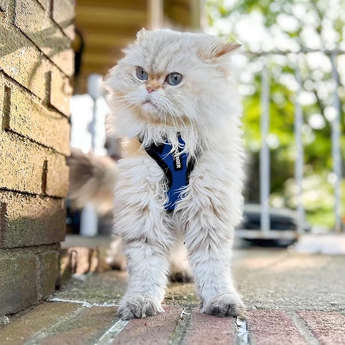 Voyager Step-in Lock Dog Harness w Reflective Dog Leash Combo Set with Neoprene Handle 5ft - Supports Small, Medium and Large Breed Puppies/Cats by Best Pet Supplies - Royal Blue/Black Trim, L