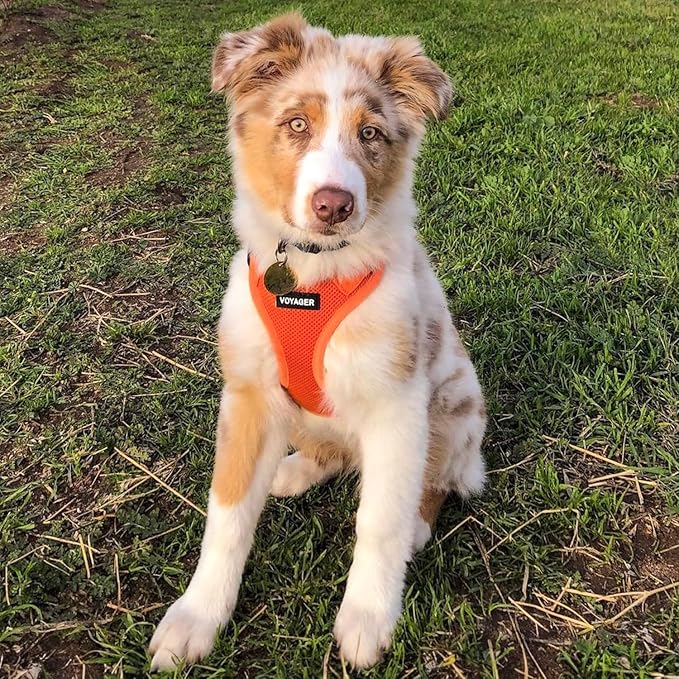 Voyager Step-in Air Dog Harness - All Weather Mesh, Reflective, No Pull Harness for Small, Medium Dogs, Cats - Secure with Hook & Loop Fastener, Buckle, Double D-Rings - Orange, M