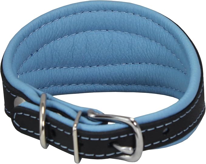 Real Leather Extra Wide Padded Tapered Dog Collar Glossy Black Greyhound Saluki Deerhound Lurcher Whippet Dachshund (11"-13" Neck; 2" Wide, Baby-Blue)