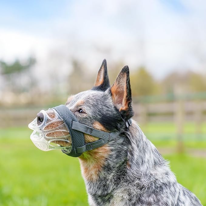 Baskerville INVISA Basket Dog Muzzle - Patented Humane Design with Facial Visibility, Padded Nose Band, Dog can Pant and Drink, Prevents Biting and Scavenging. Muzzle for Medium-sized Dogs (Size 4)