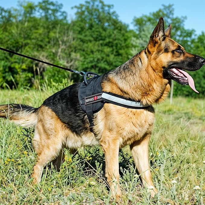 2Pcs Service Dog Patches for Harness, Removable Emotional Support Dog Vest Patches, Black in Training Dog Patch, Working Dog Applique Tactical Dog Equipment for Collar Leash (4×2'')