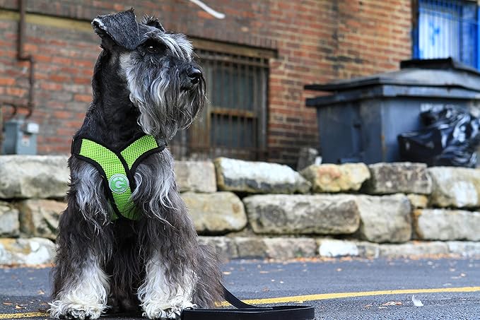 Gooby Comfort X Head In Harness - Green, X-Large - No Pull Small Dog Harness, Patented Choke-Free X Frame - Perfect on the Go Dog Harness for Medium Dogs No Pull, Small Dogs for Indoor and Outdoor Use
