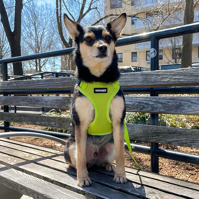 Voyager Step-in Lock Dog Harness w Reflective Dog Leash Combo Set with Neoprene Handle 5ft - Supports Small, Medium and Large Breed Puppies/Cats by Best Pet Supplies - Lime Green, M