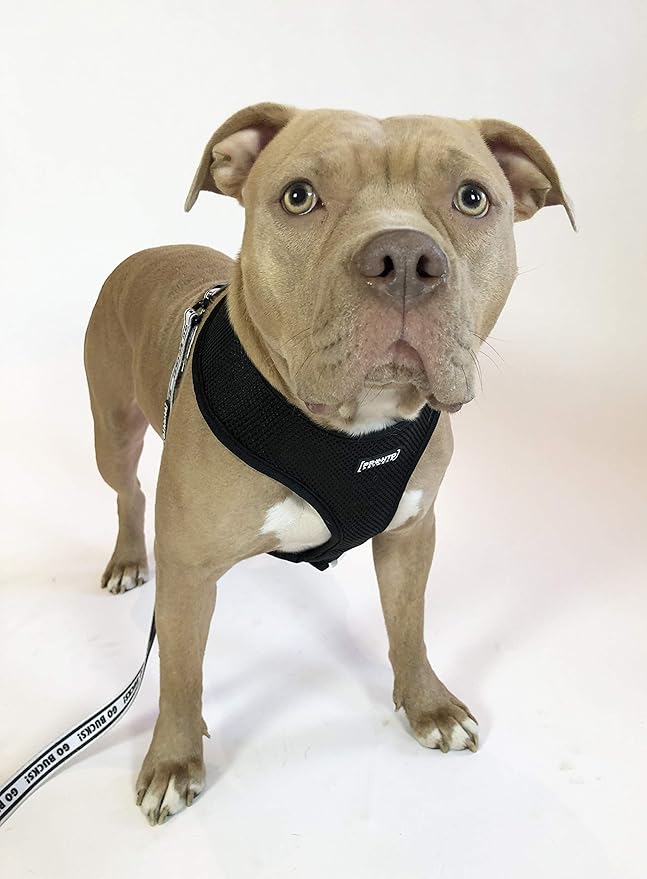 Ohio State | OSU Logo Reversible Pet Harness